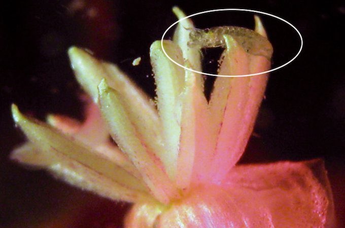 곤충이 바다에 제대로 진출하지 못하는 데에는 여러 가지 이유가 있겠지만, 바다에서 곤충이 할 일을 갑각류가 전부 차지한 게 제일 크지 아닐까 싶음

심지어 해초(seagrass)의 꽃을 수분해주는 것도 곤충이 아닌 갑각류가 담당하고 있으니…