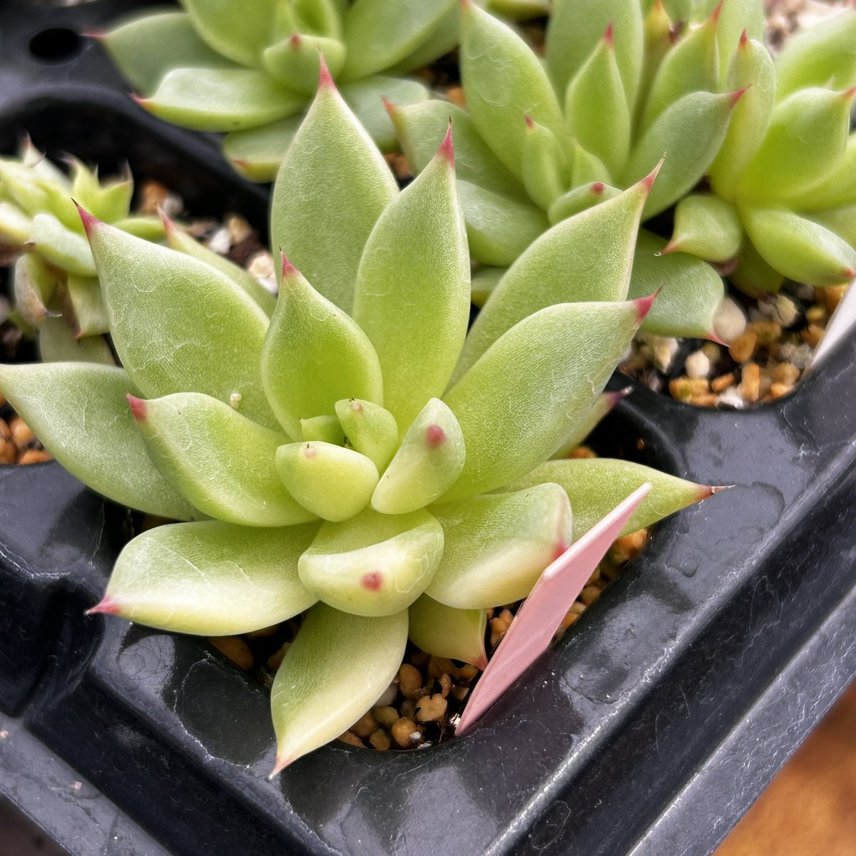 多肉植物 - Search / X