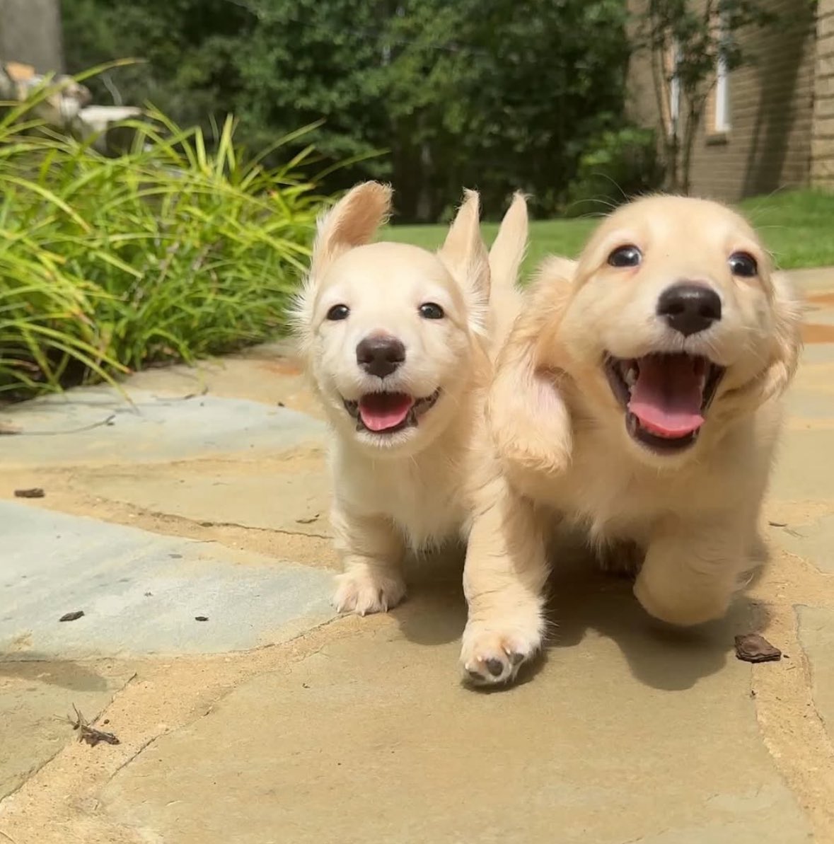 💖 (@twaniimals) on Twitter photo 