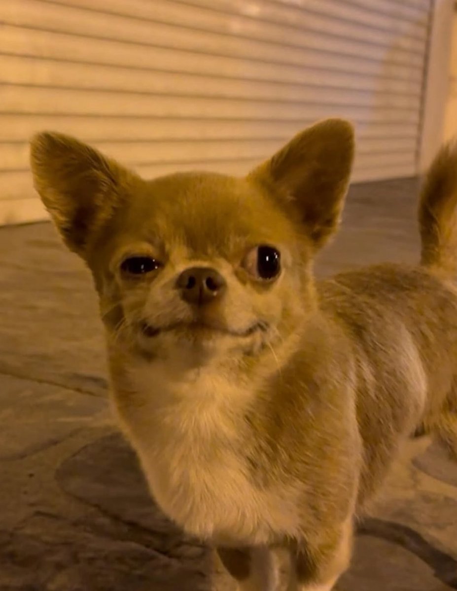 twaniimals's tweet photo. https://t.co/qwD1on05nc
