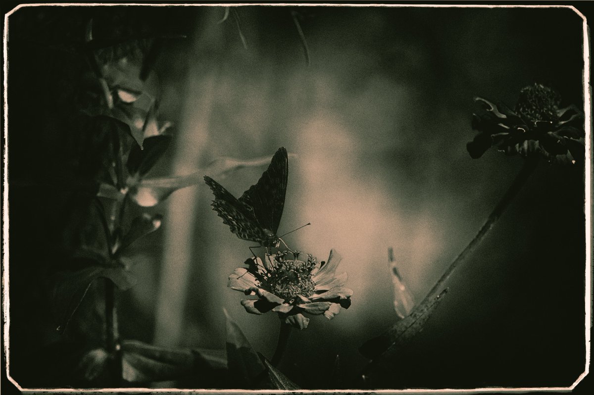 Shuichi Machimoto 町本修一。 (@machimoto19801) on Twitter photo 