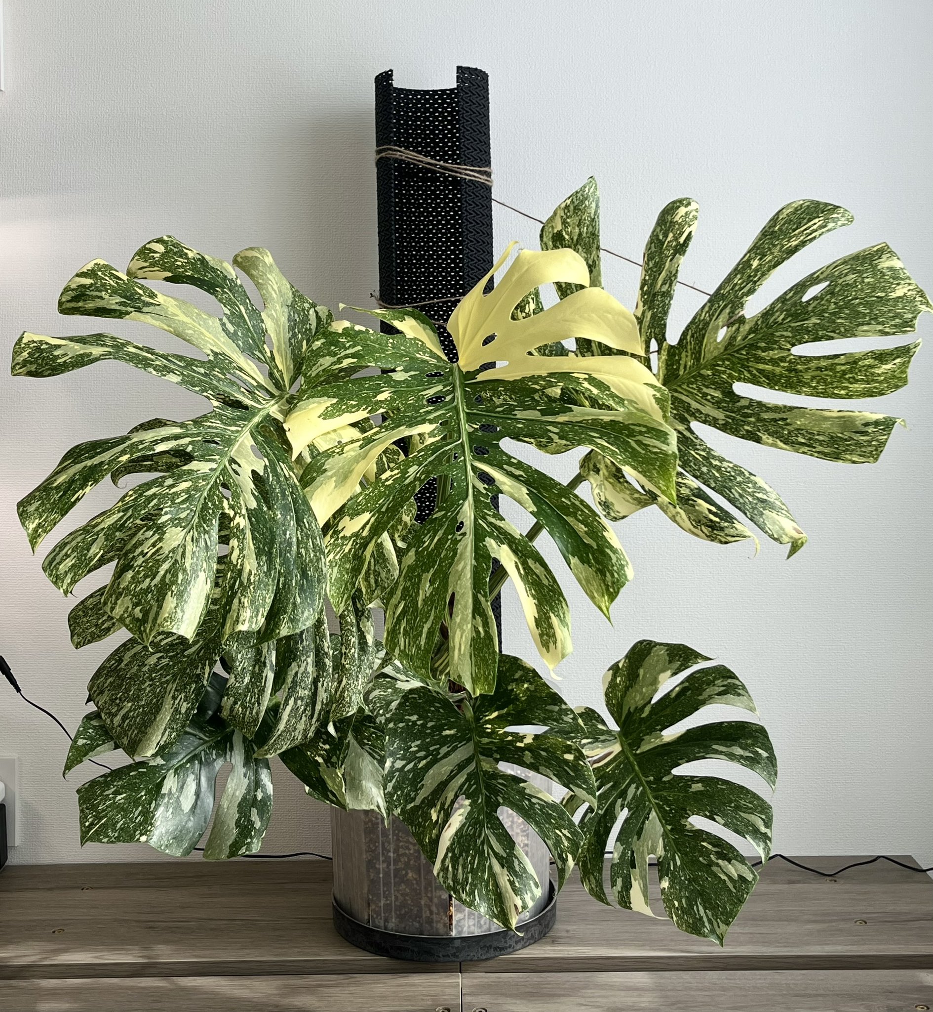 私のモンステラ (@mymonstera) / X