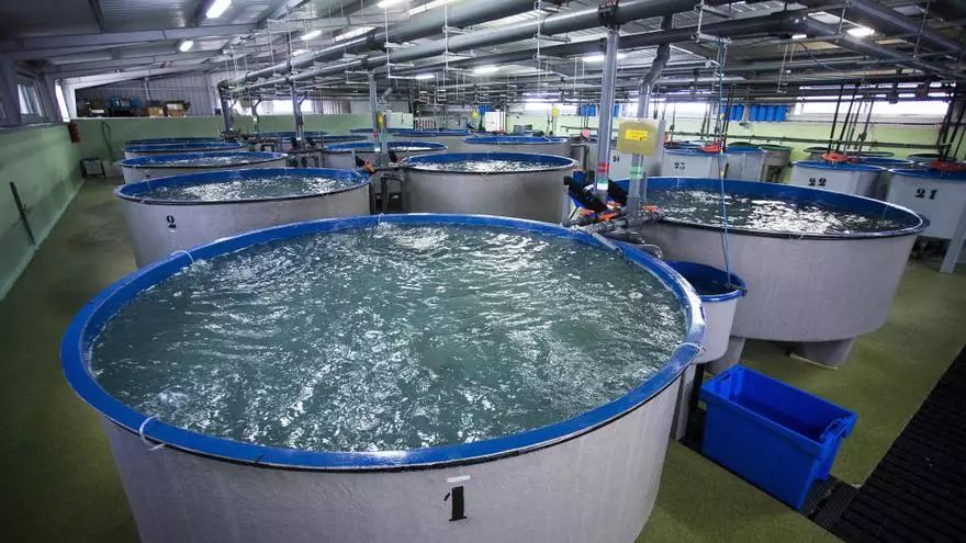 Las tecnología del hidrolizado de sangre de cerdo para acuicultura desarrollado po rel Instituto de Agroquímica y Tecnología de Alimentos (IATA-CSIC) y el Instituto de Acuicultura Torre de la Sal (IATS-CSIC) entre las 100 más innovadoras del CSIC en 2025  buff.ly/JffkL2M