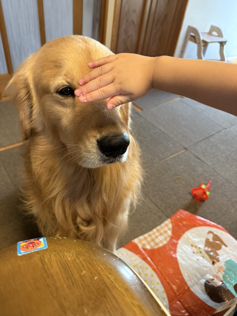 LuckyRetriever (@LuckyRetriever) / X