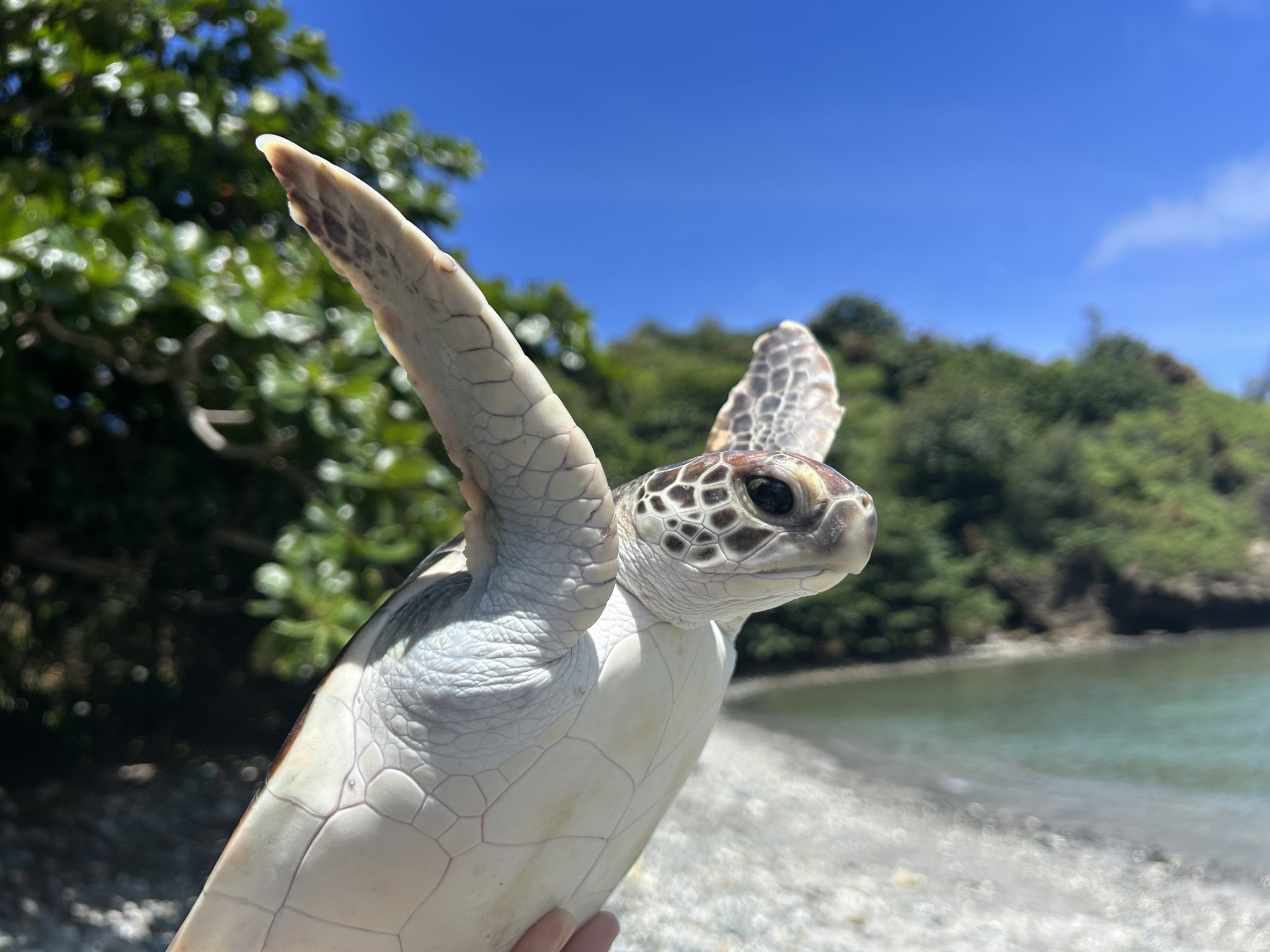 最新小動物外科1から4 2025年最新】小動物外科の人気アイテム - メルカリ