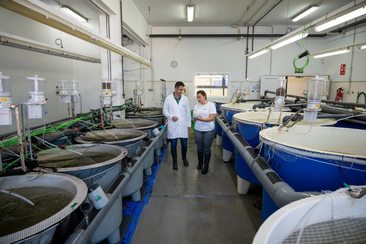 💧 El uso eficiente del agua sitúa al #RAS como un modelo de producción acuícola respetuoso con el #medioambiente
📍 Además, la localización de las instalaciones puede ser más flexible, abriendo nuevas oportunidades para el desarrollo de la #acuicultura

👉ctaqua.es/250605-sistema…