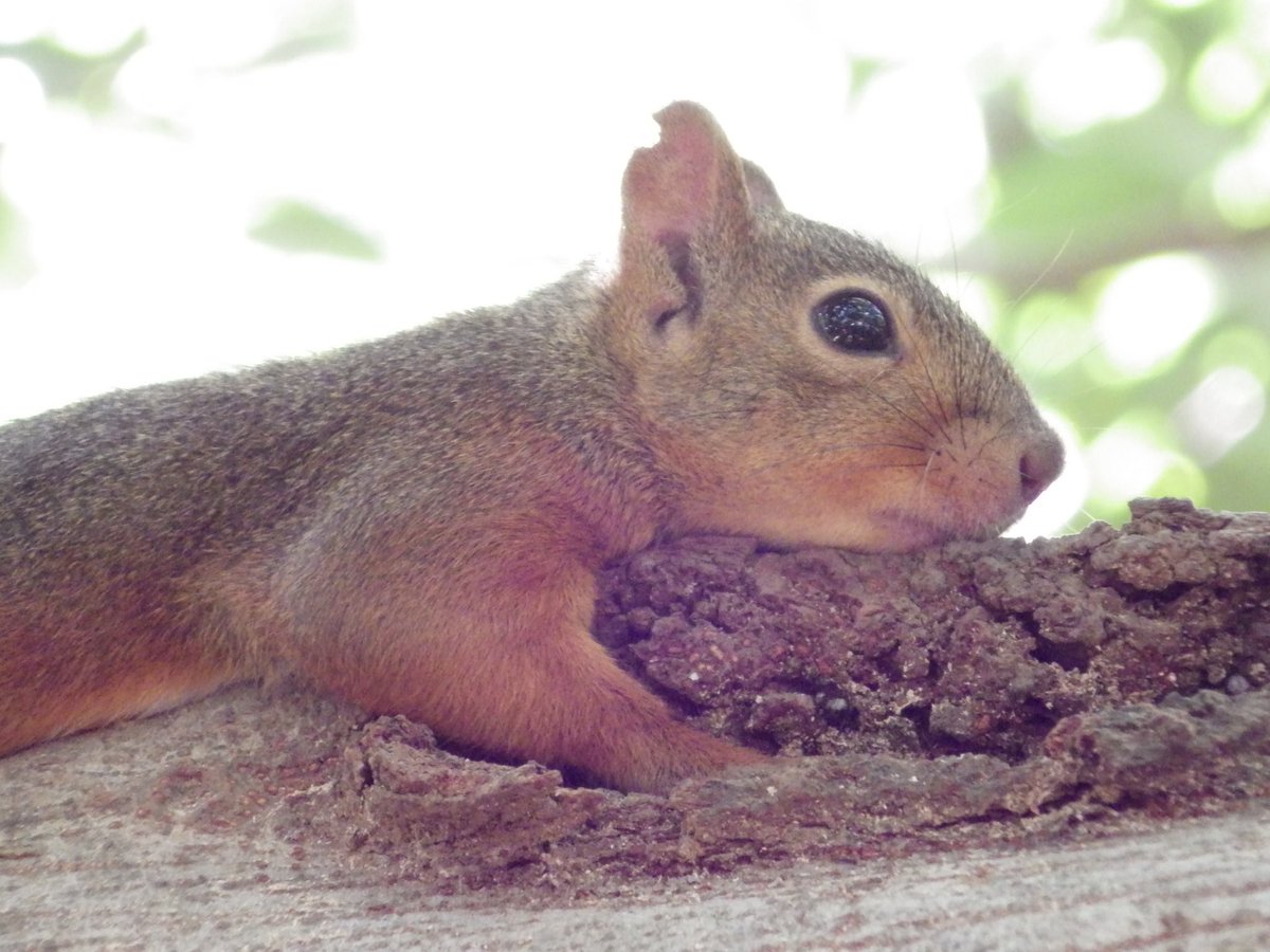 リスの剥製 リス - Search / X