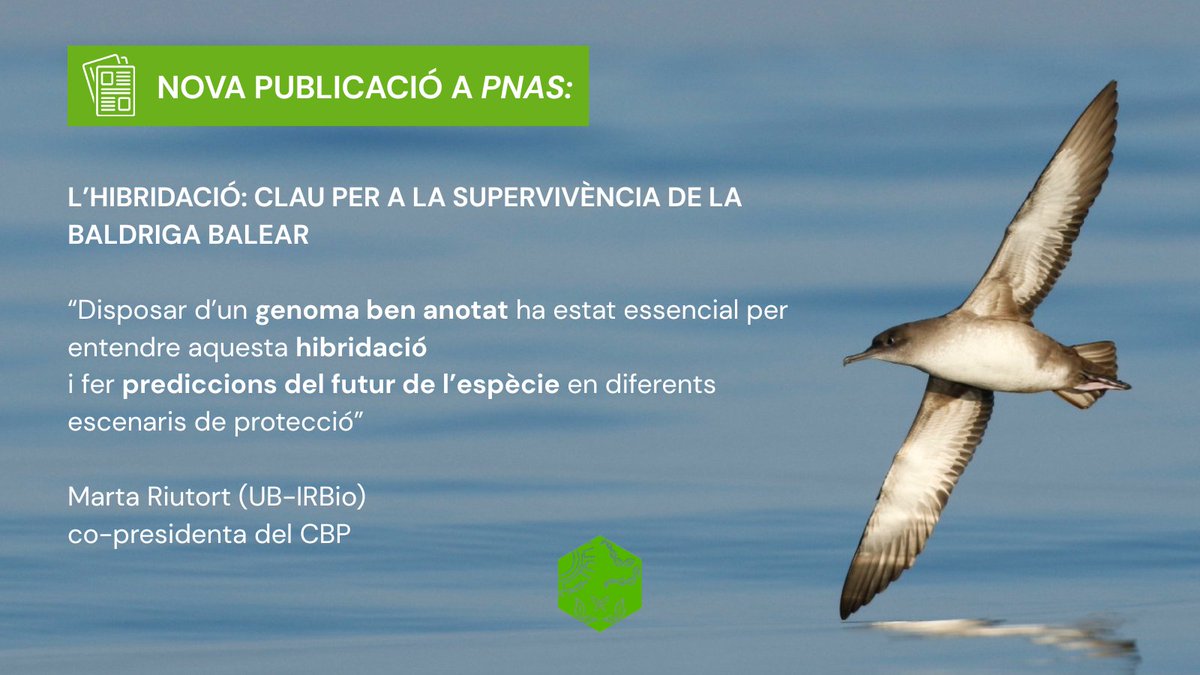 🪶Nova publicació a <a href="/PNASNews/">PNASNews</a> : L'hibridació ha ajudat la baldriga balear a sobreviure.

🧬Aquest estudi, liderat per <a href="/GeneticsUB/">GeneticsUB</a>,  ha estat possible gràcies al 1r genoma de referència d'aquesta espècie seqüenciat en el marc del CBP!

Llegeix la notícia👉 biogenoma.cat/la-hibridacio-…