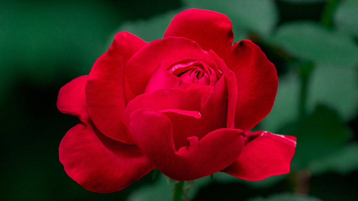 Rote Rose... 🌹

📷 #rosewednesday #roses #flowers