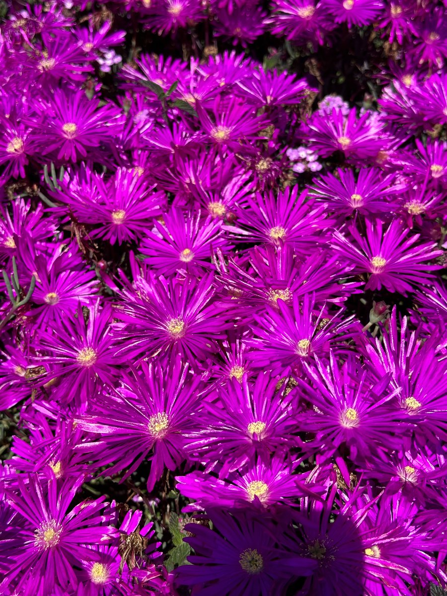 Diane Gottlieb lines things up in just the right way. Did you hear it too?

muleskinnerjournal.com/voice-of-god

#writingcommunity #litmag #flashfiction #literature #writers #fiction #fictionsubmissions #fictionwriter #poets #poetry #poetryjournals