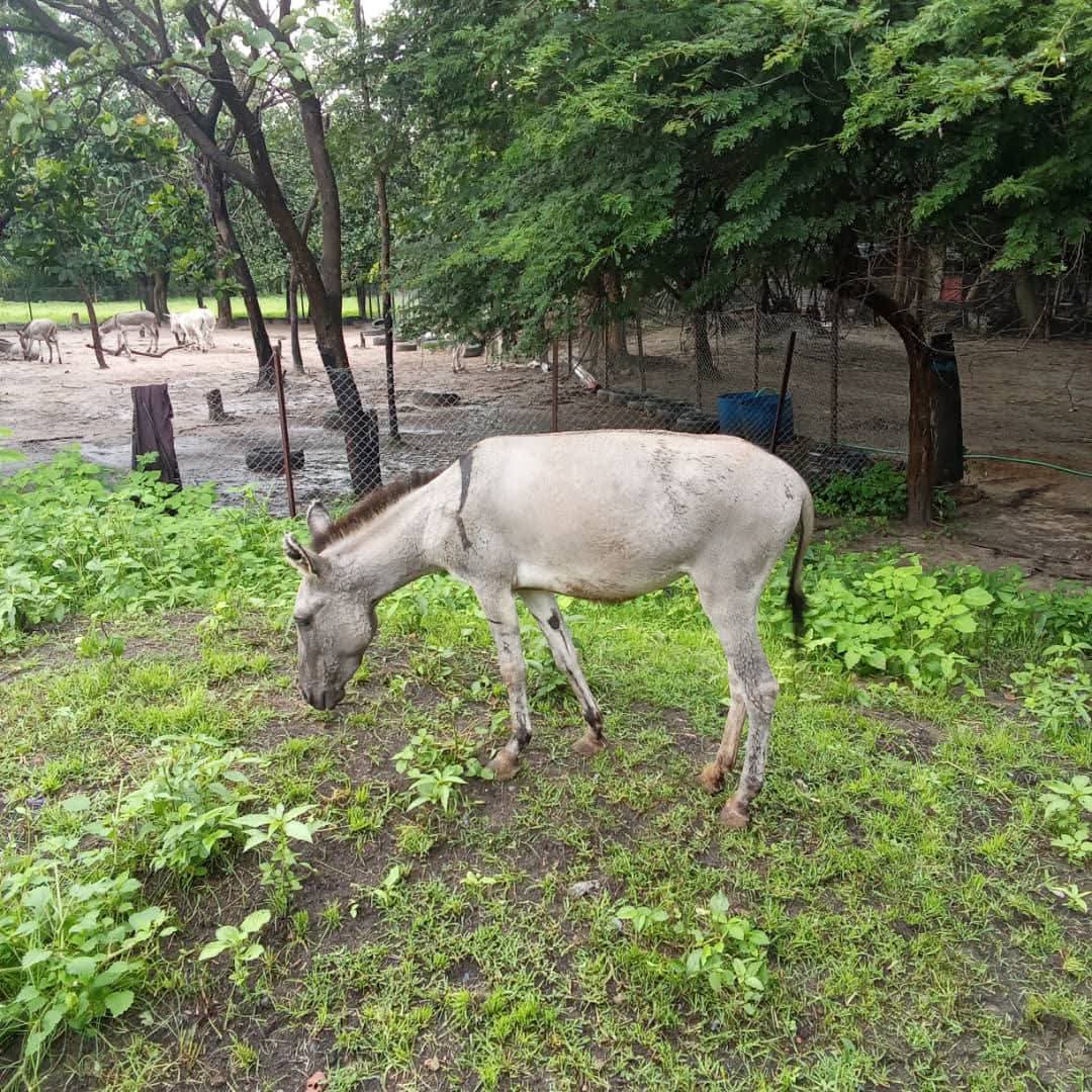 Do you remember the donkeys that were burned  in the fire? They made it through their ordeal and here doing well.