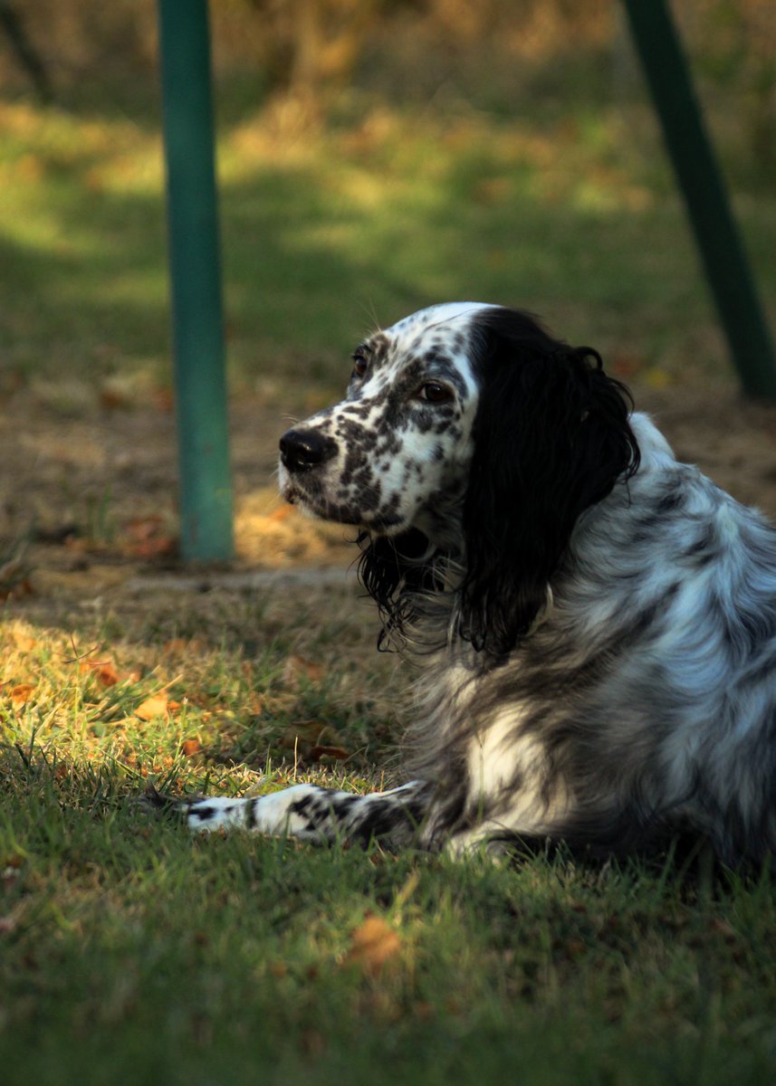 Azurite12 tweet media