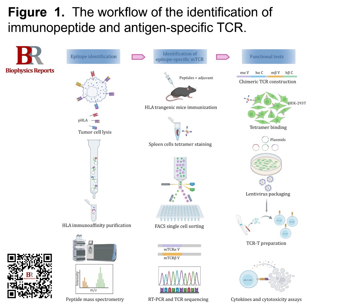 BiophysRep's tweet photo. 📢Congratulations to Shuguang Tan on their study "Rapid identification of antigen-specific TCRs for cancer immunotherapy" published in Biophysics Reports (Online First). 
🔗https://t.co/paqj23XIr8
#Immunopeptide #SingleCellSequencing #TCR https://t.co/wmQHFz7A9H