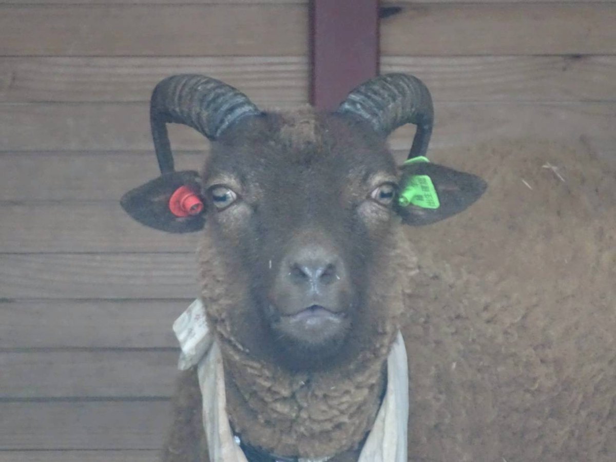 はじめましてモカちゃん🐑
＃イングランドの丘
#ひつじ
＃モカ
