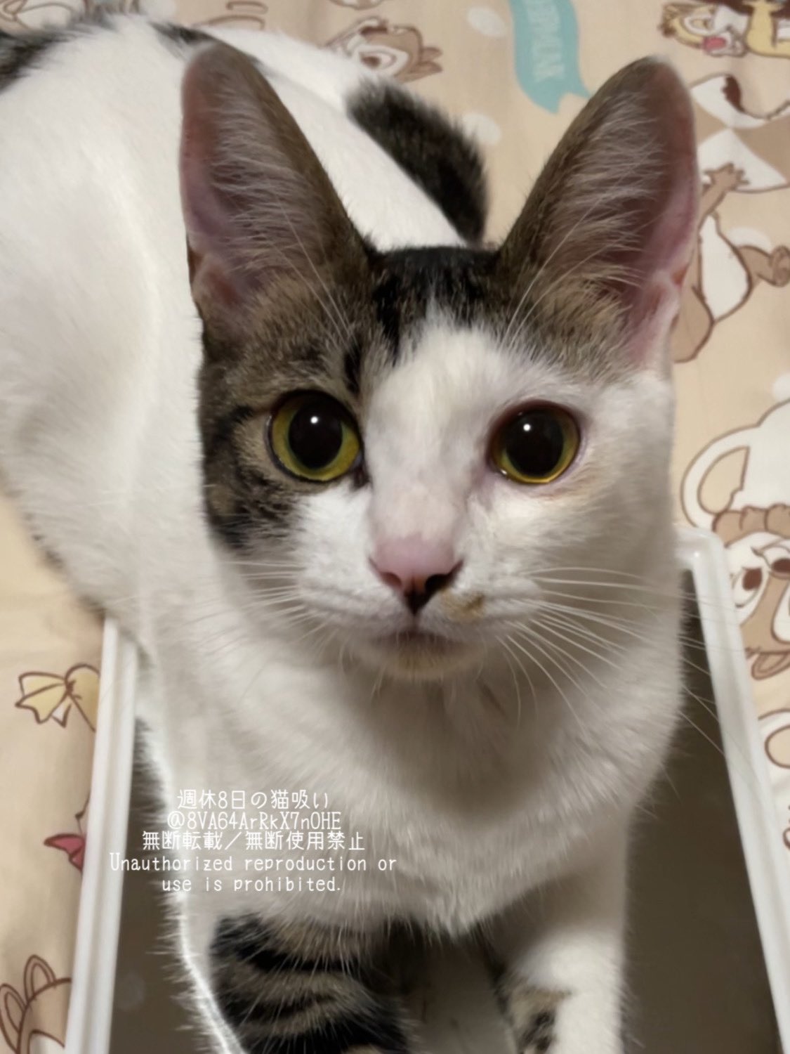 週休8日の猫吸い on X: 