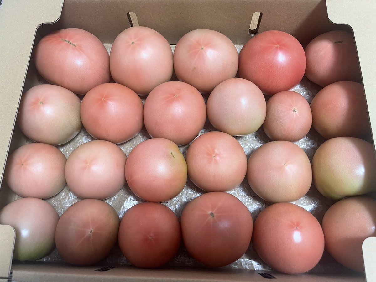 只見でトマト農家してるくわ馬鹿の友人に
頼みました☺️