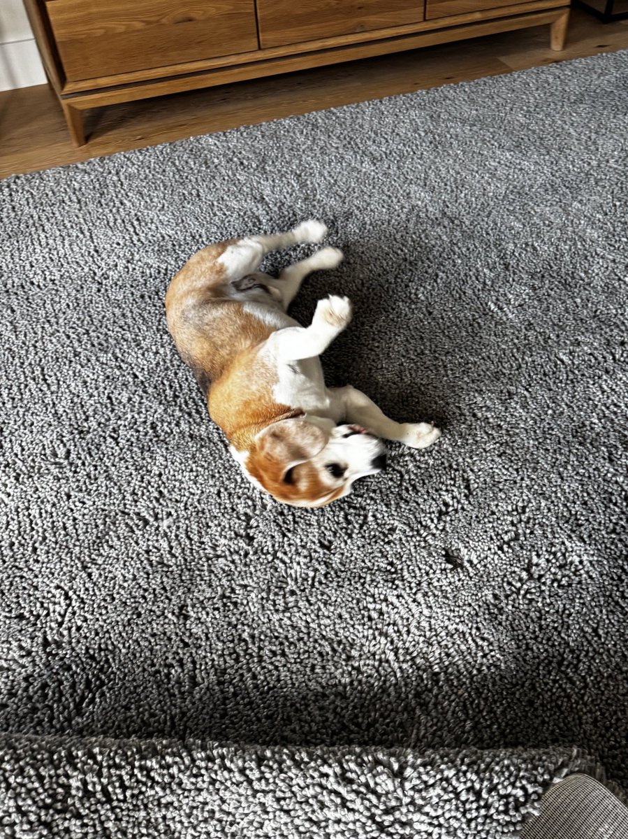 Miles the Beagle tweet media