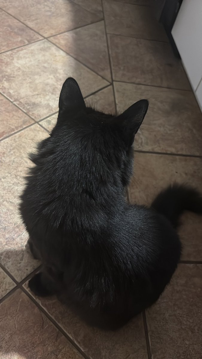 Baby cat