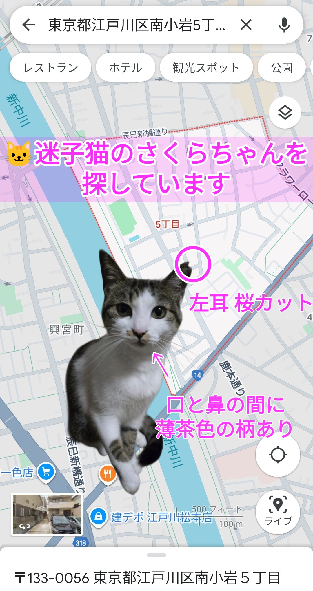 🐱うずかわ藍苑(迷子動物さん捜索応援アカ) on X: 