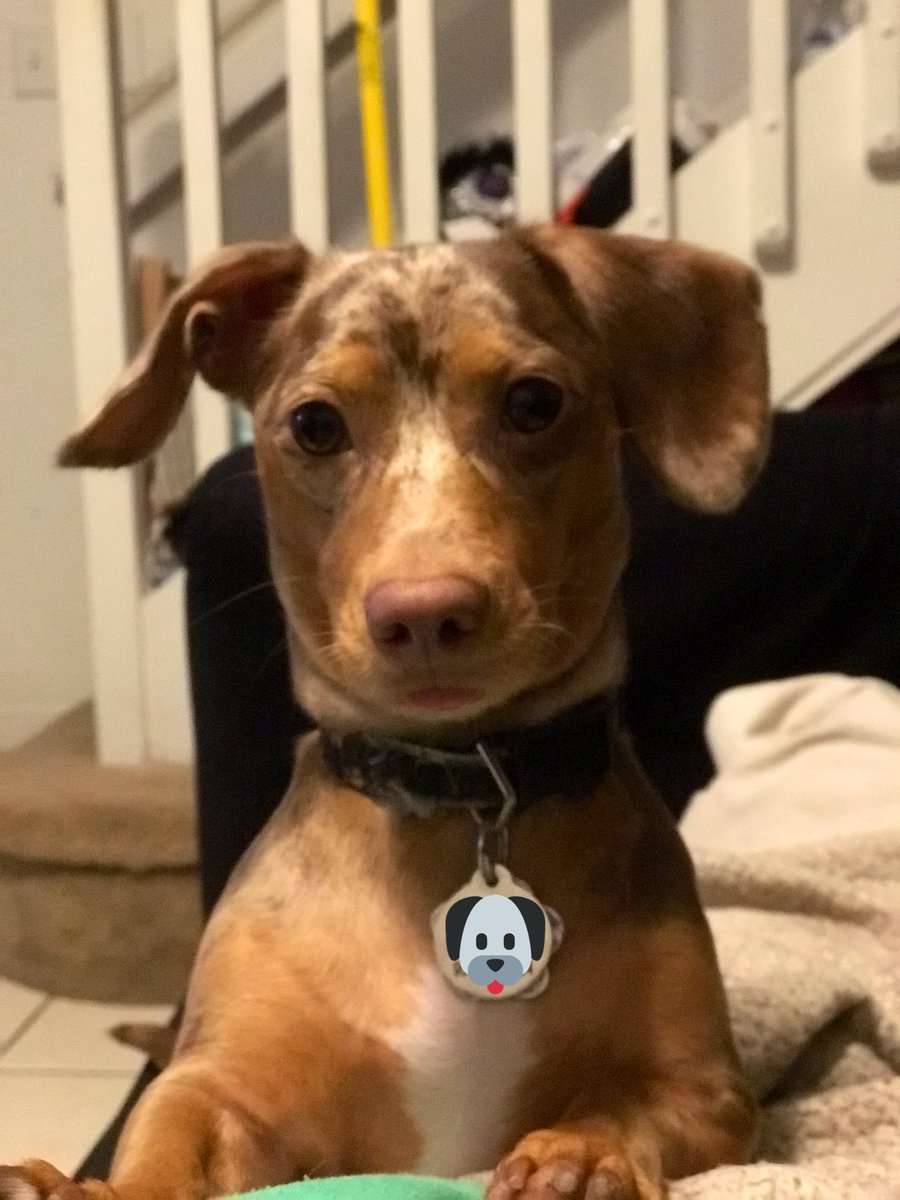 NotYerAvgChick's tweet image. Happy #NationalDogDay from Brûlée!