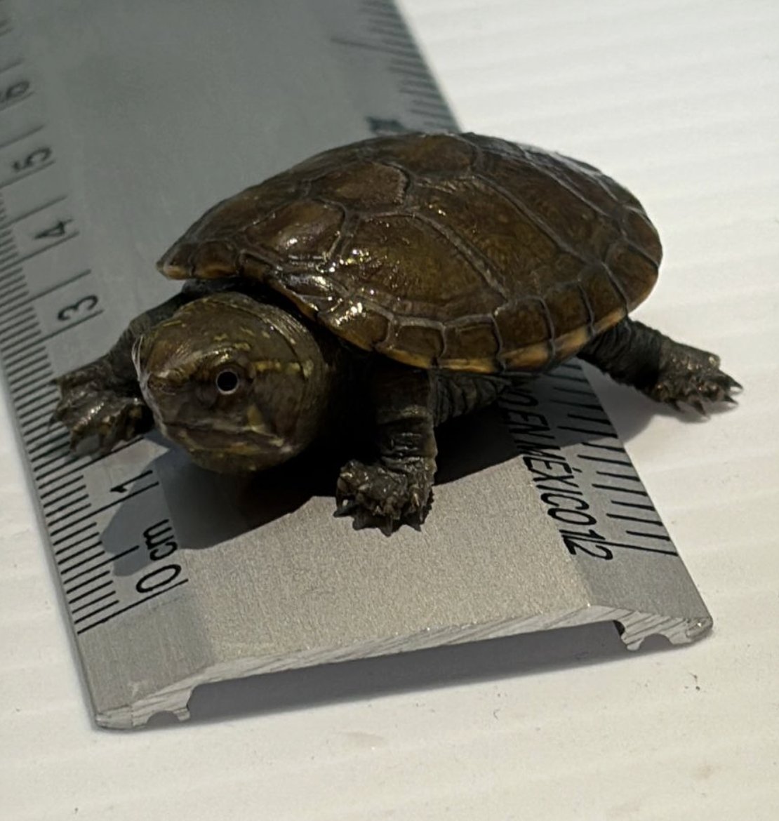 #LoMasVisto 🚨🐢 ¡Nace en Jalisco la tortuga más pequeña del mundo! 

El Zoológico de Guadalajara logró por primera vez reproducir en cautiverio a la tortuga Casquito de Vallarta, la más pequeña del mundo (menos de 10 cm). Con solo 500 ejemplares en la naturaleza, este nacimiento
