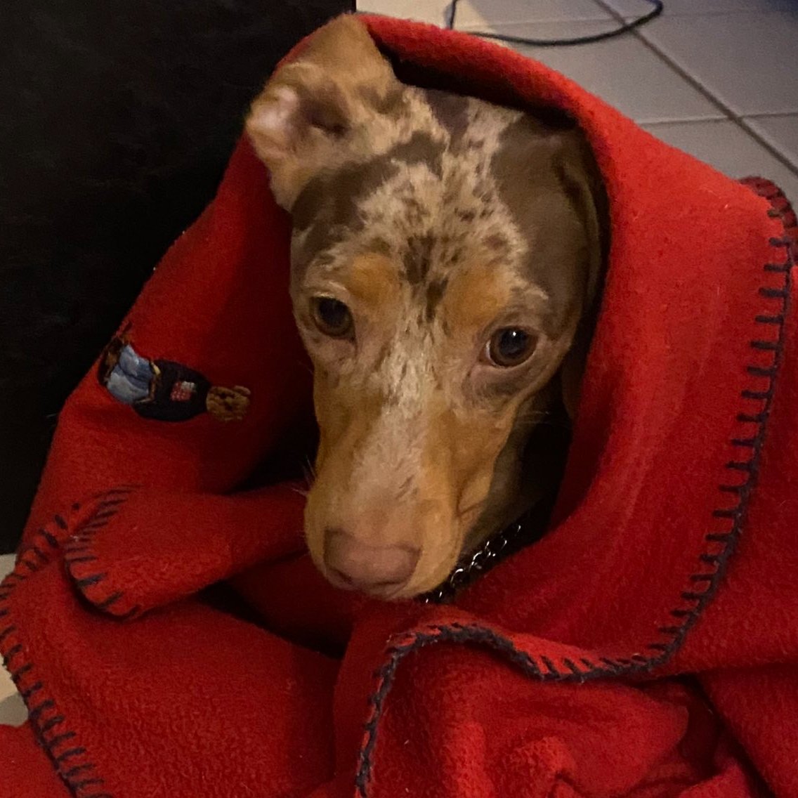 NotYerAvgChick's tweet image. Happy #NationalDogDay from Brûlée!