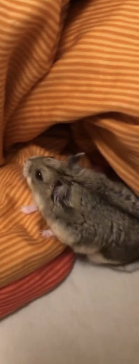 tdh🇮🇱 tweet media