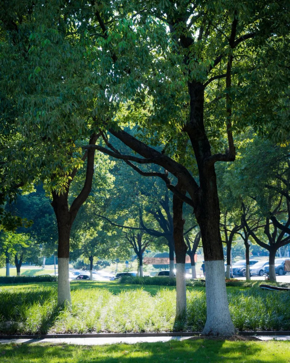 StudyatUSTC's tweet photo. Counting down the days to welcome new faces and familiar ones back to campus!

Amid the dappled sunlight and rustling leaves, the campus lies in a gentle summer hush, waiting for the energy and excitement of a new semester.

#USTC #DiscoverUSTC #USTCSummer #SummerVibes #CampusView #中国科学技术大学 #中国科大
