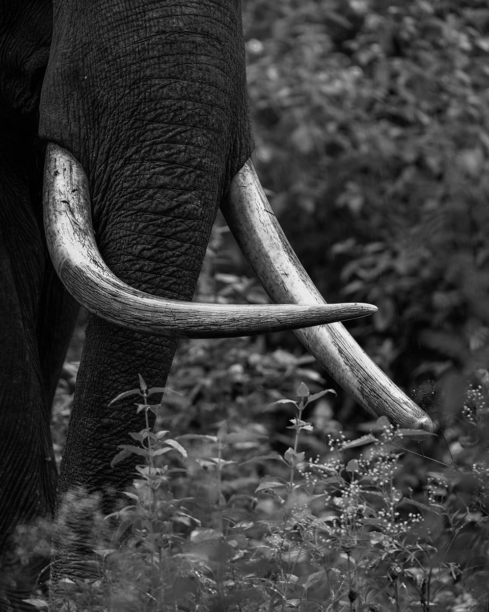 wildlife_sg's tweet photo. Wild Spirit, Devine Blessings🐘!!
Happy Ganesha Chathurthi🪔✨!!

#wildlifephotography #wildlifehaven #elephants #tusker https://t.co/AZ615kb2Oq