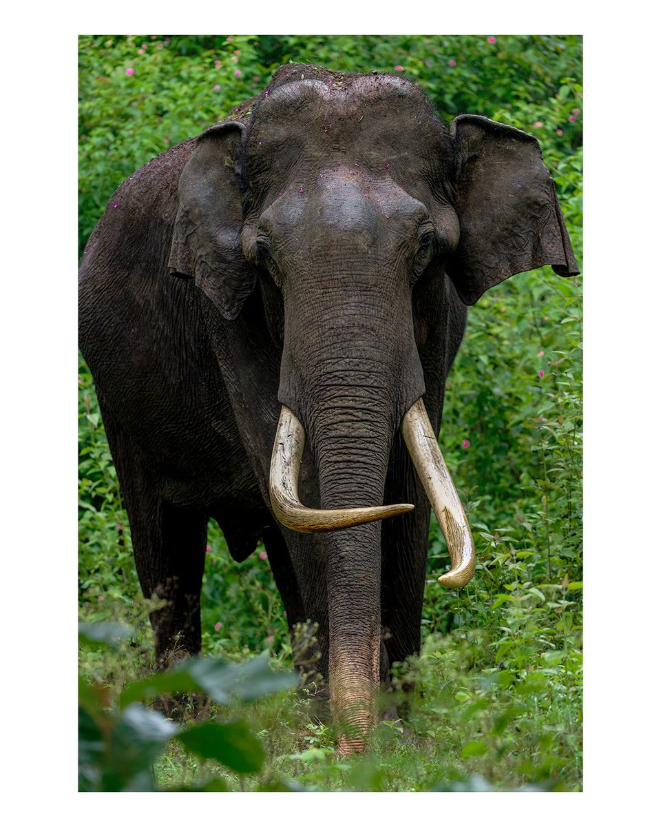 wildlife_sg's tweet photo. Wild Spirit, Devine Blessings🐘!!
Happy Ganesha Chathurthi🪔✨!!

#wildlifephotography #wildlifehaven #elephants #tusker https://t.co/AZ615kb2Oq