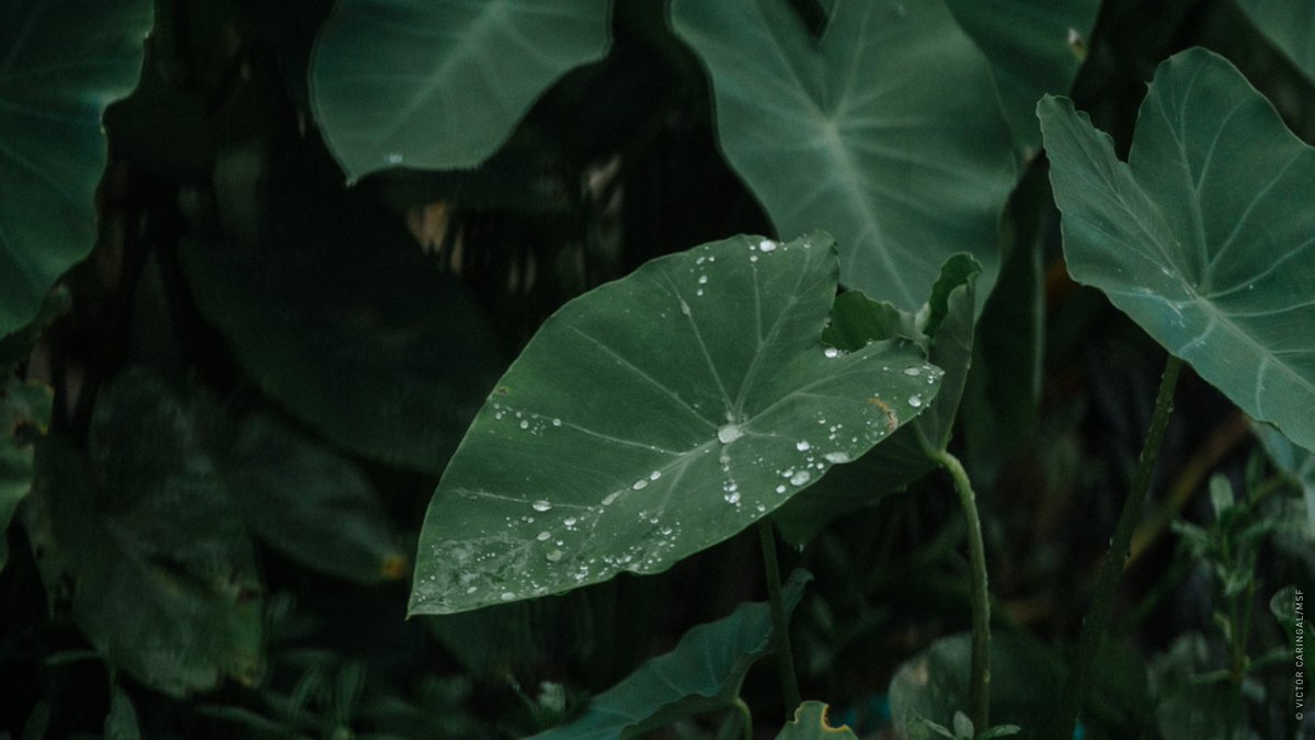 MSF_APAC's tweet photo. “We are like water on a taro leaf, floating with no land under our feet. For Rohingya, existing is resisting.”
Stand in solidarity with Rohingya communities by sharing this symbol and their story.
👉 Learn more: https://t.co/njsGh5buUX
#IStandWithRohingya💚 https://t.co/fKBg4W016r