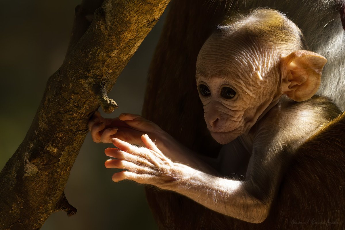 Namalkamalgoda's tweet photo. Soon to be masters of mischief. The curse of kumbuk villa. A problem started by feeding them, now complaining about them. I still see tour guides feeding them for a photo opportunity for their guests.
#srilanka #wilpattu #monkey #primate #toquemacaque https://t.co/qzMFBpODa3