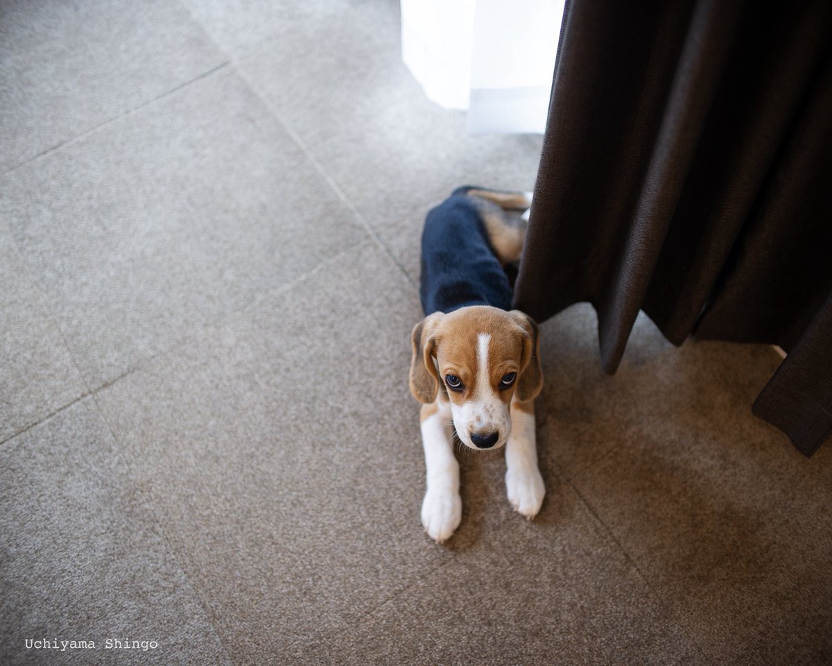 内山慎吾 (@uchiyamashingo) on Twitter photo 