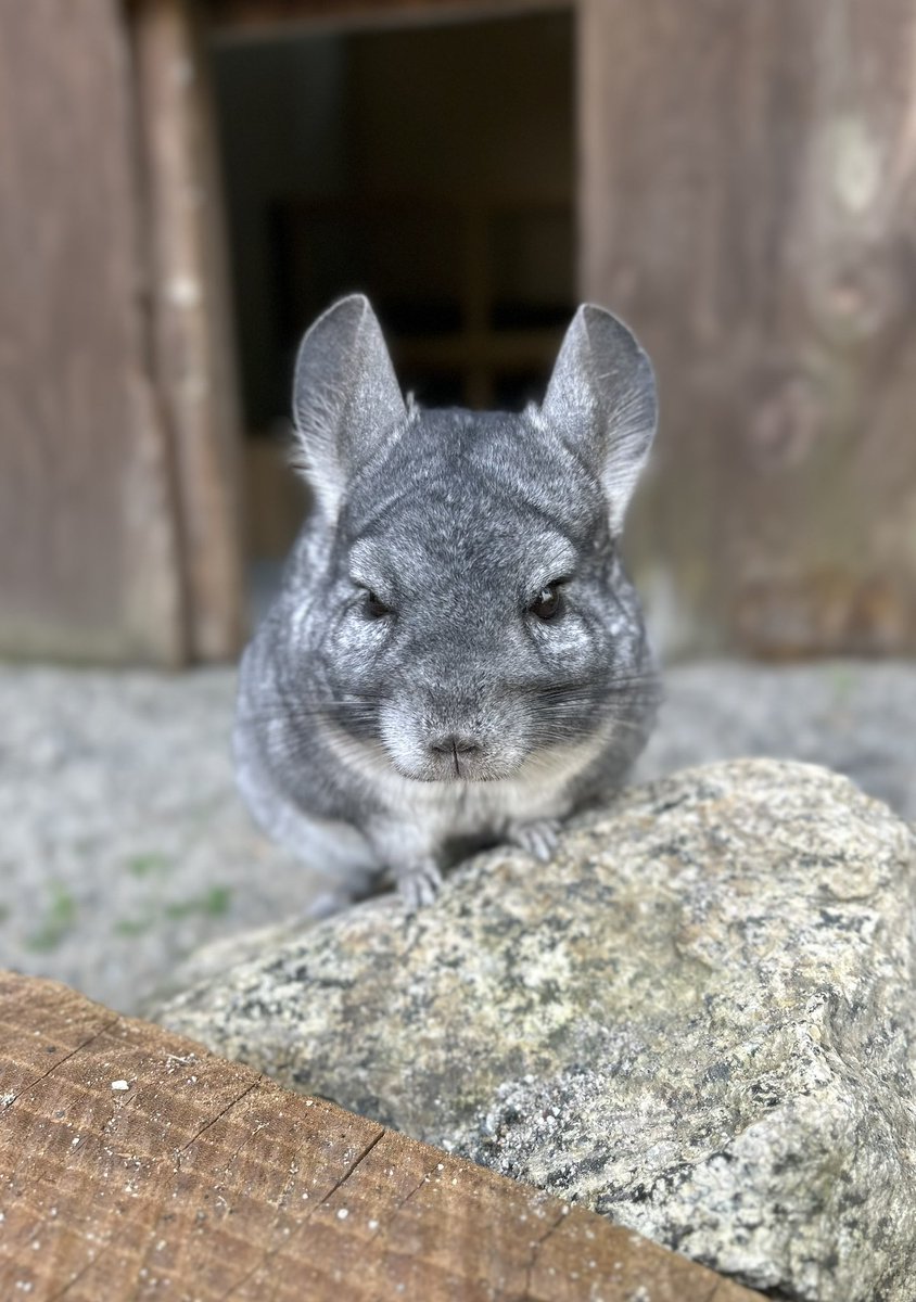 少し展示場に出ていました🤏
#飯田市立動物園
#チンチラ　#石の上のリズムさん