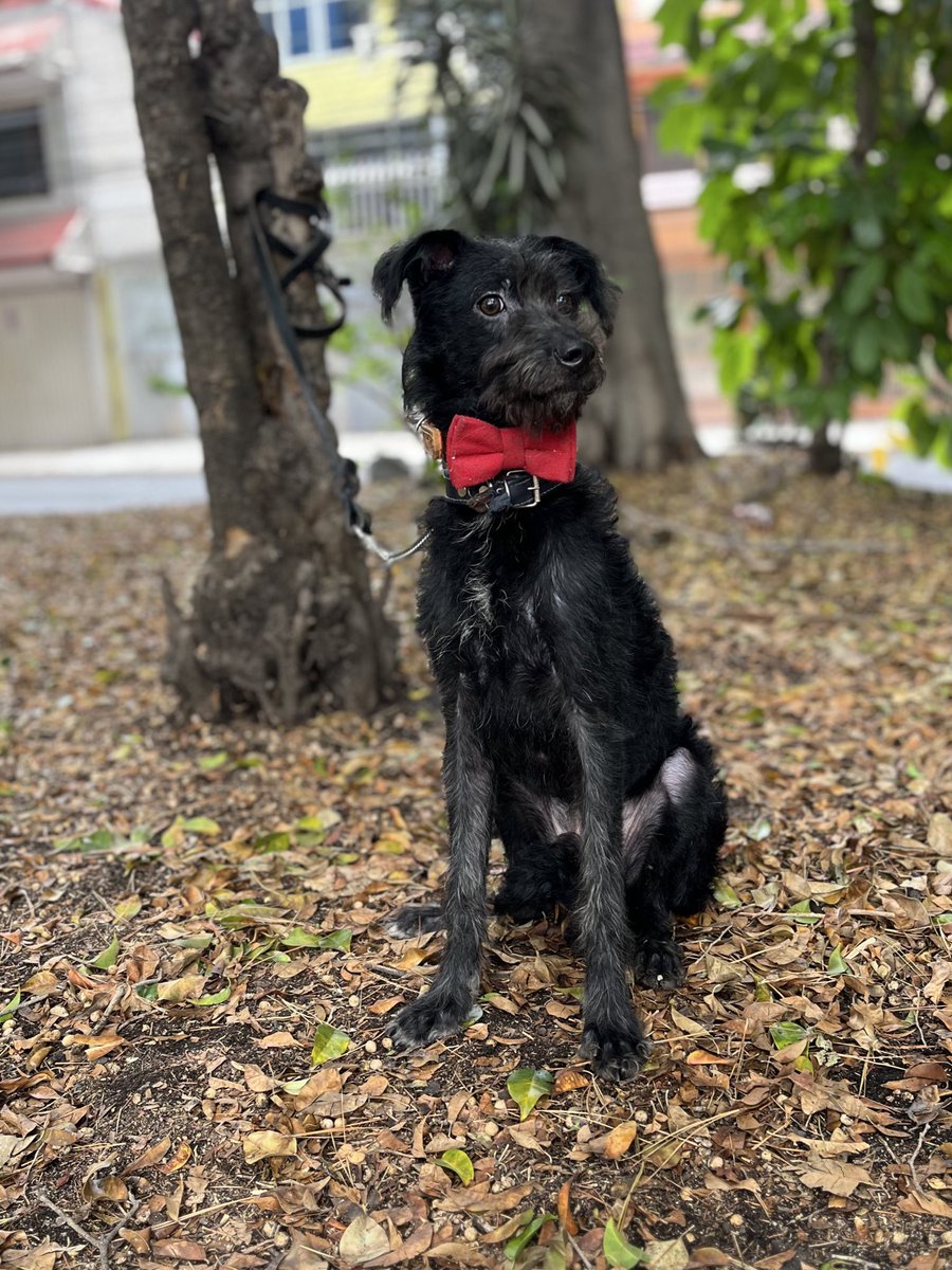 Jimmy necesita un hogar lleno de mucho amor,él conoció el sufrimiento desde que era muy pequeño.🥺

Como llego                       Como va