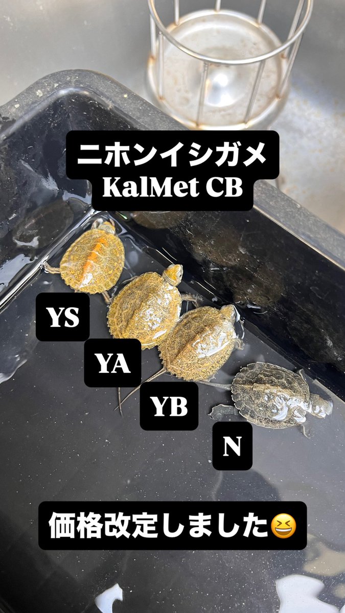 KalMet【公式】 tweet media