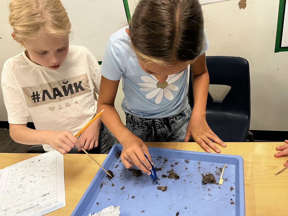 clstward1's tweet image. Students at #GCC_Charters @EPIC_academics engage in owl pellet dissection to explore form and function of the owl's digestive system. This provided valuable insights into the unique digestive structures of owls that contribute to their survival. #4thgrade @iborganization