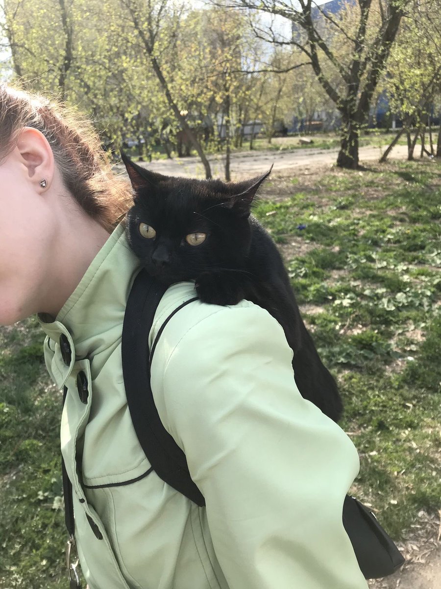 Black cats are not bad luck (@visualscat) on Twitter photo 