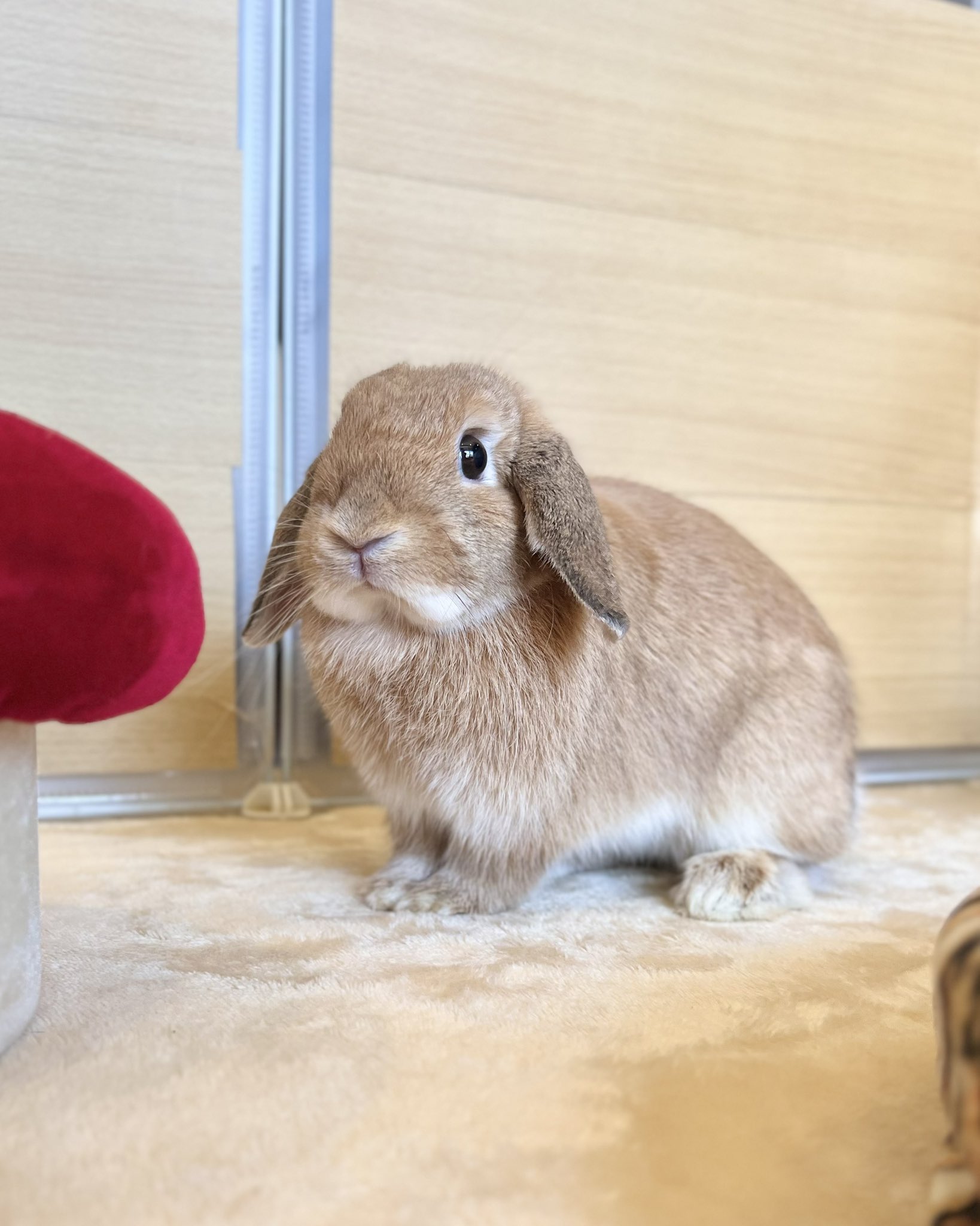 うさぎカフェ・ミニヨン on X: 