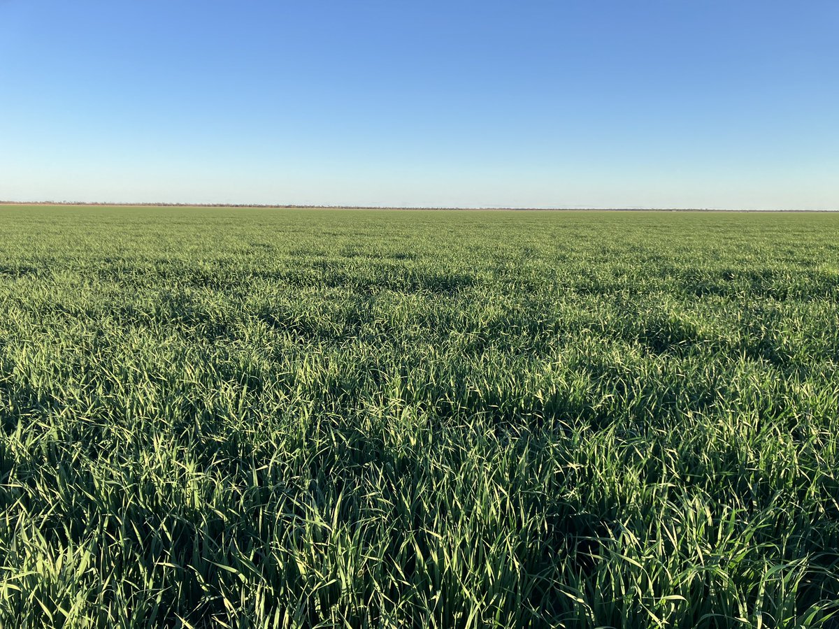 If anyone is looking to buy any oaten hay this season. We expect to have some available from around early to mid October, about 2,000t. We haven’t priced it yet, we will meet the market and want it picked up in the Pdk. Just message me if interested please.