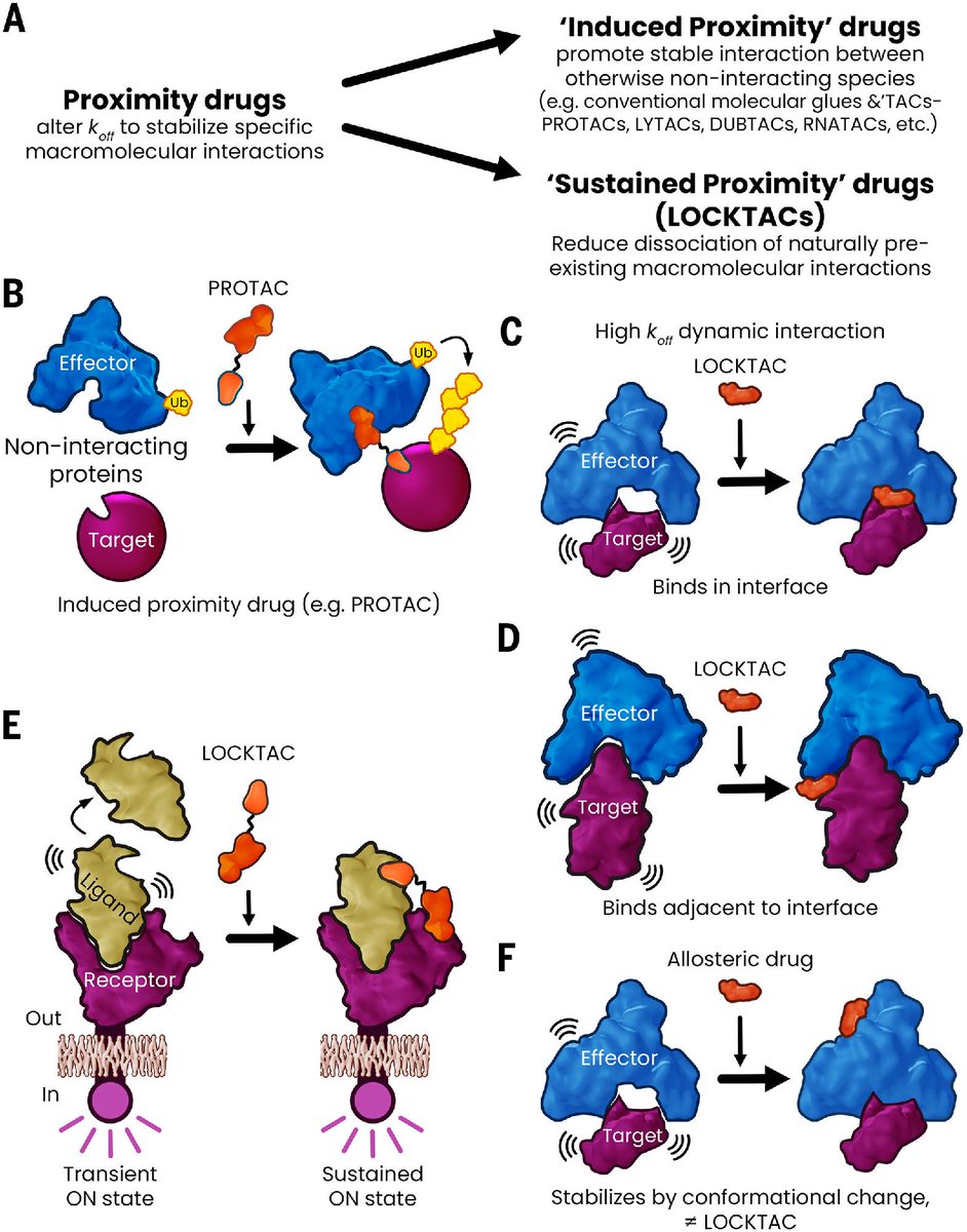 A new #ScienceReview looks at a different approach to drug discovery that may enable drugging of unconventional targets through stabilization of macromolecular complexes with molecules known as “LOCKTACs.”

Learn more: scim.ag/4lAiKmF