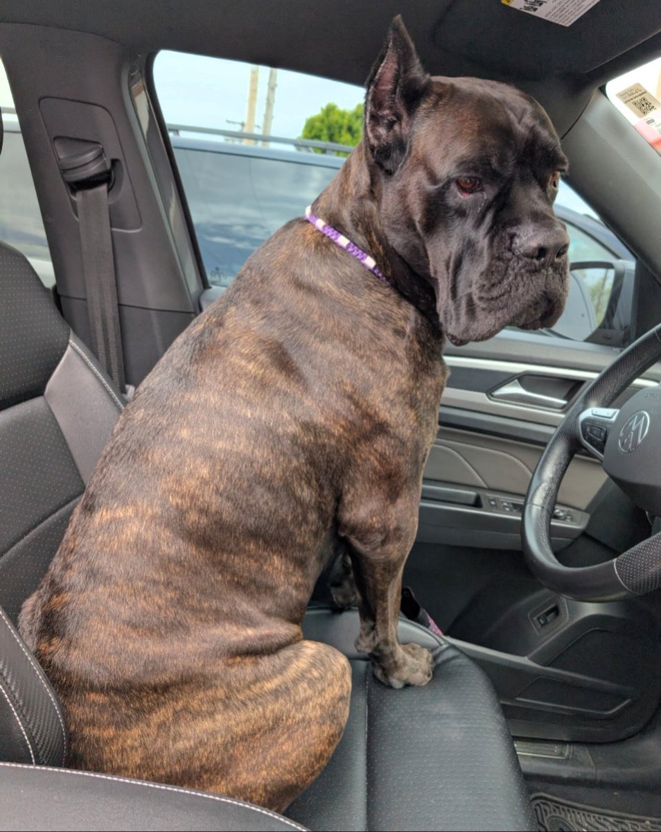 DrPenK's tweet image. Will NOT let the day go by without wishing my girl Happy #NationalDogDay. Although she is old enough to drive, she still likes to be recognized during the holidays. 

#MyGirl #CorsoLove #CaneCorso #Spoiled