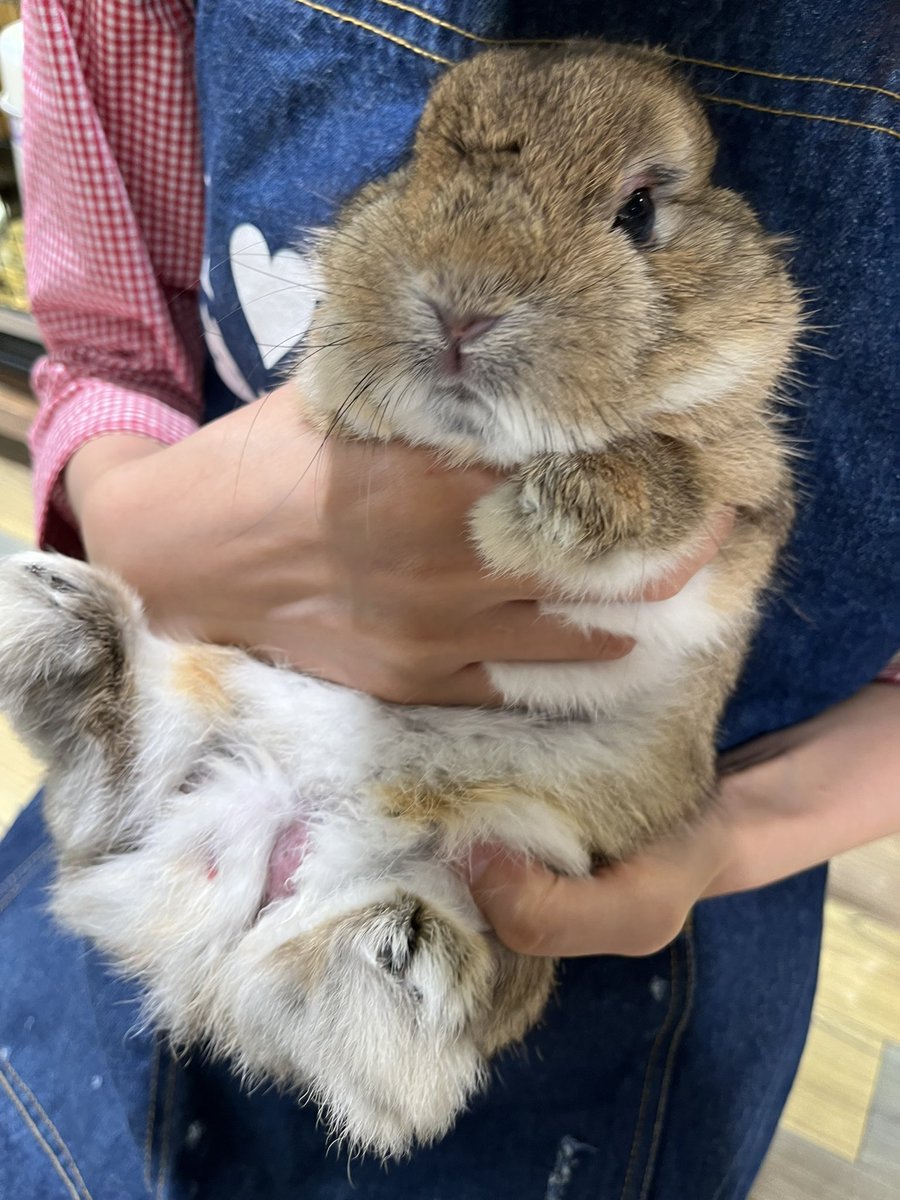 うさぎのしっぽ横浜店 on X: 