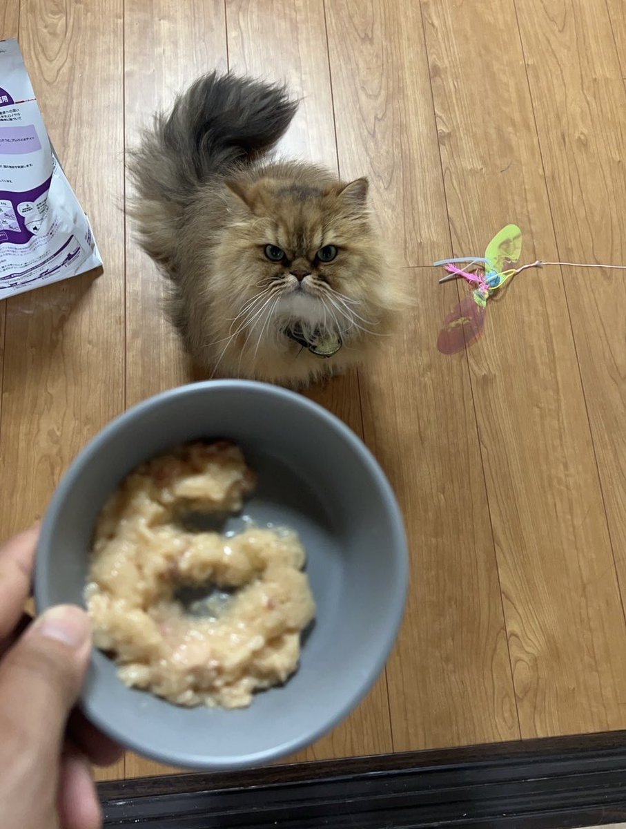 caramel0827's tweet photo. 6さいになりました！
#今日のラメル https://t.co/uSp9ns7g82