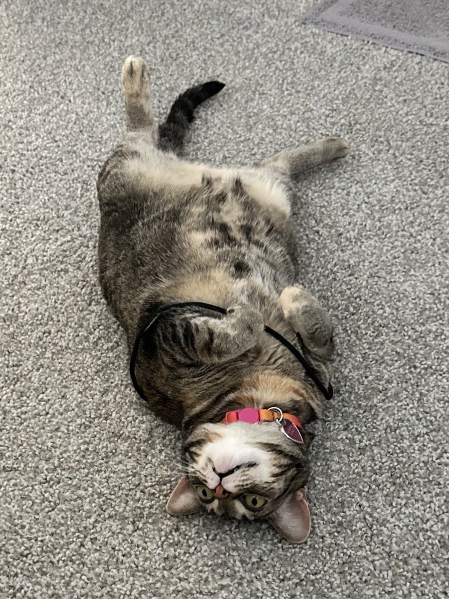 settling on the first cat that let me hold them like a baby at the shelter was the best decision i’ve ever made #goated