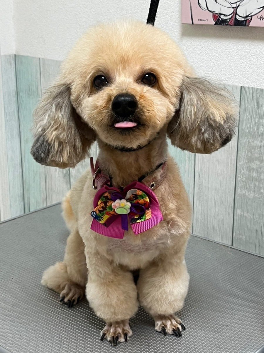 お友達のワンちゃん
ルビーちゃん