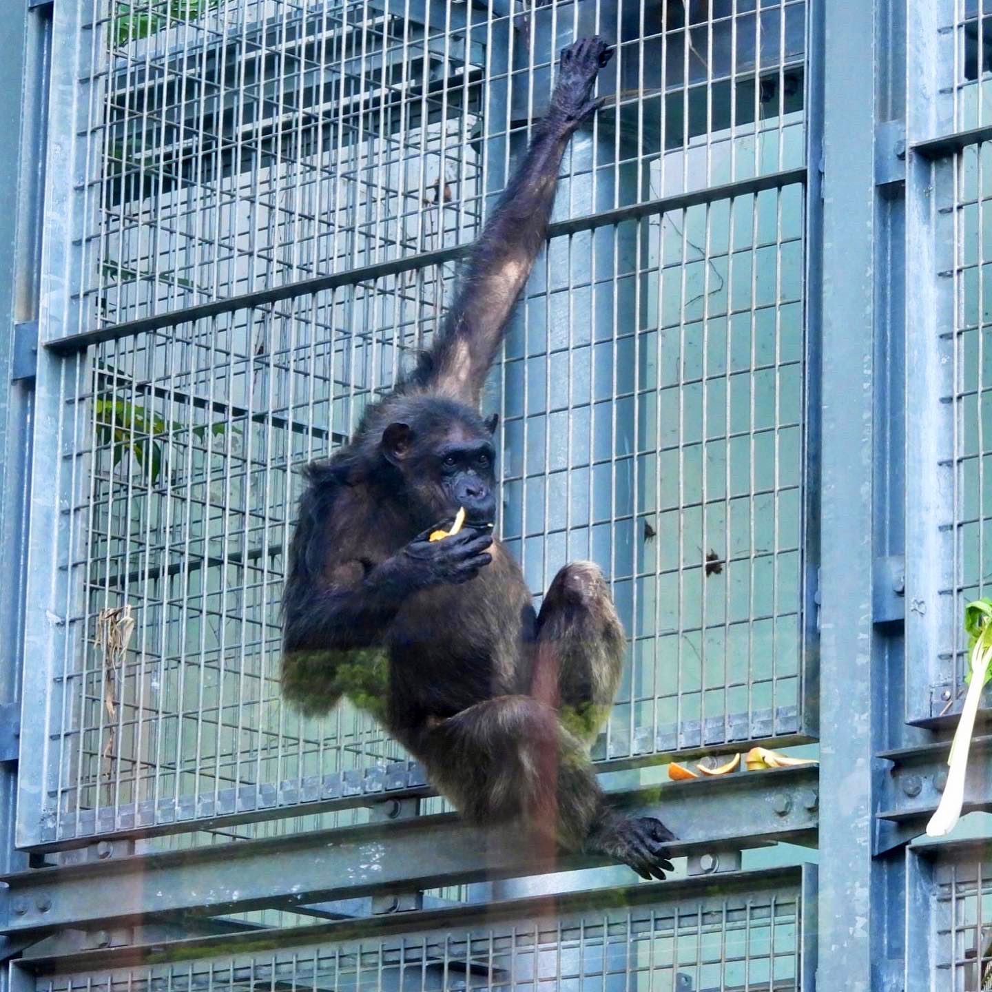 福岡市動物園 on X: 