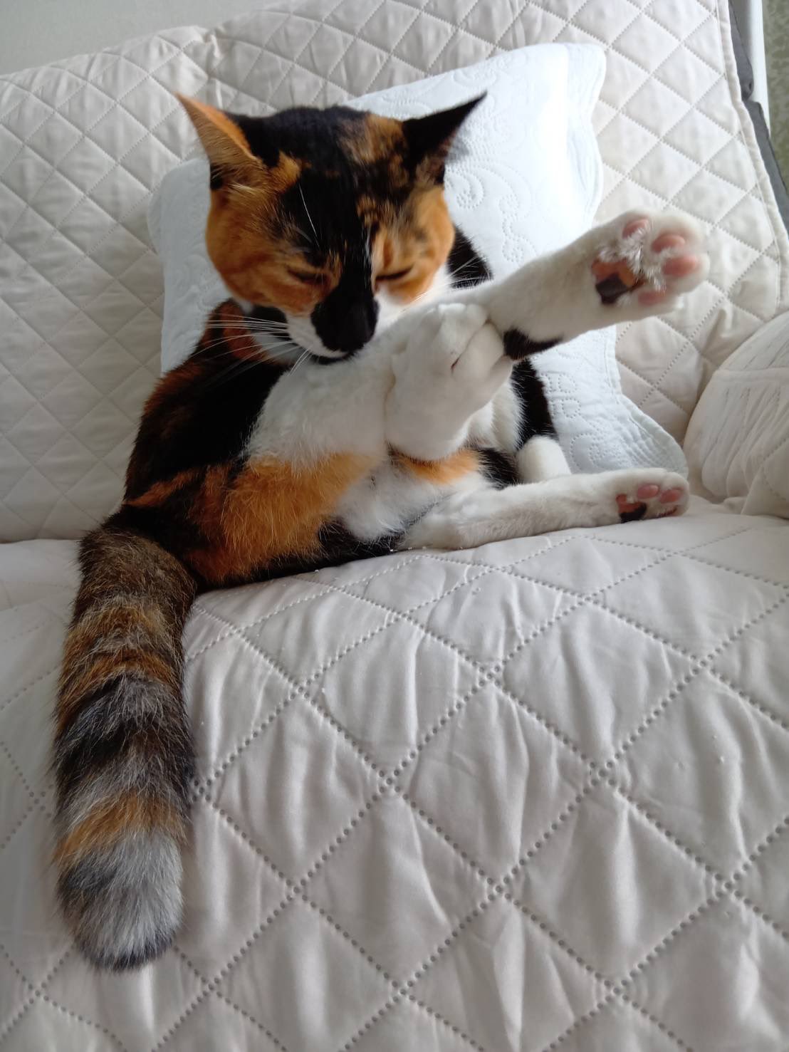 三毛猫様♡ありがとうございます♡ ねこかます on X: 