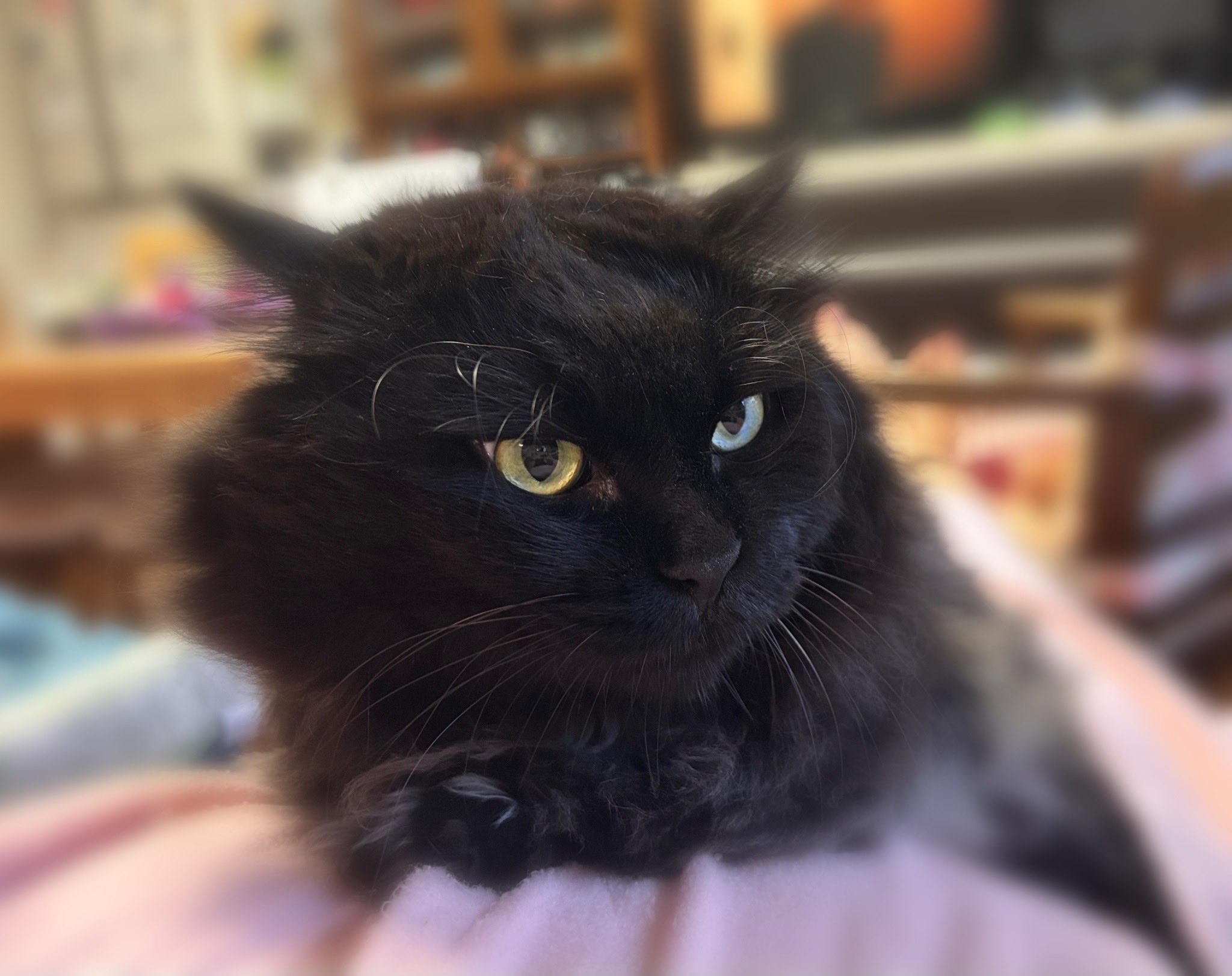 黒猫　ふさおとめ みみ on X: 
