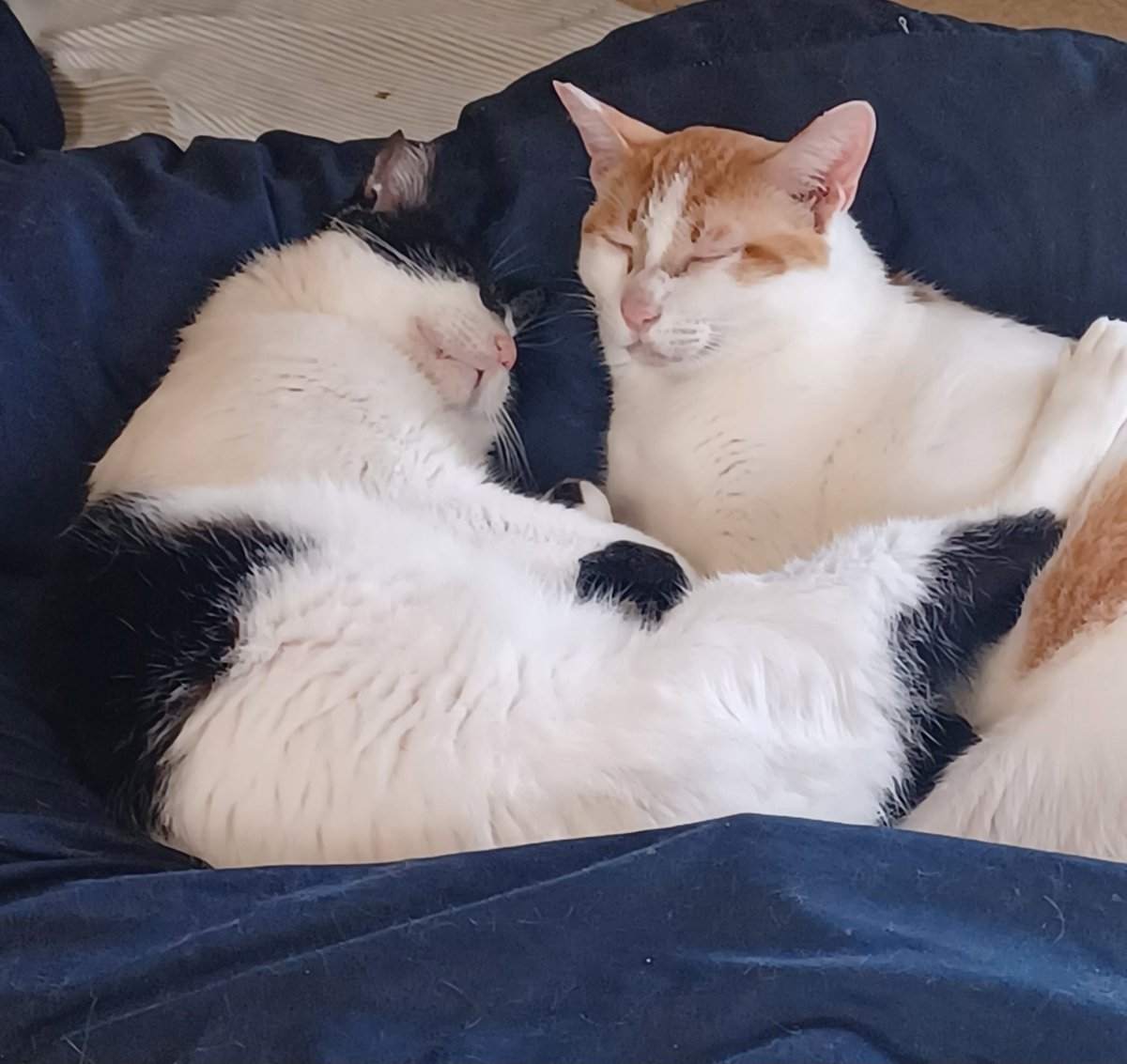 オガ2 (@oga2next) on Twitter photo 